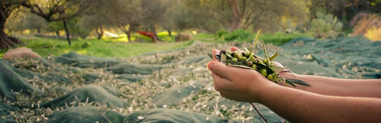 Hand full of greek olives in a olive treefarm