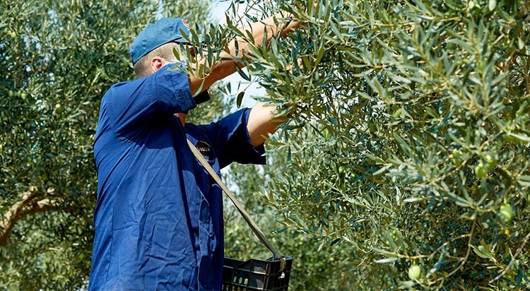 
An olive tree worker gathering olives