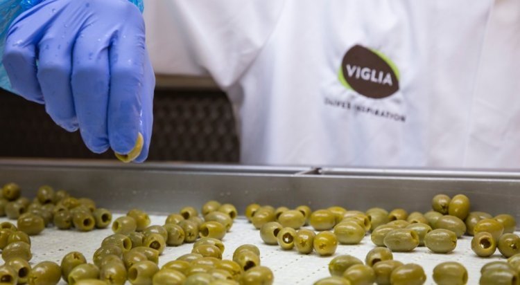 
Selection process of Viglia Olives
