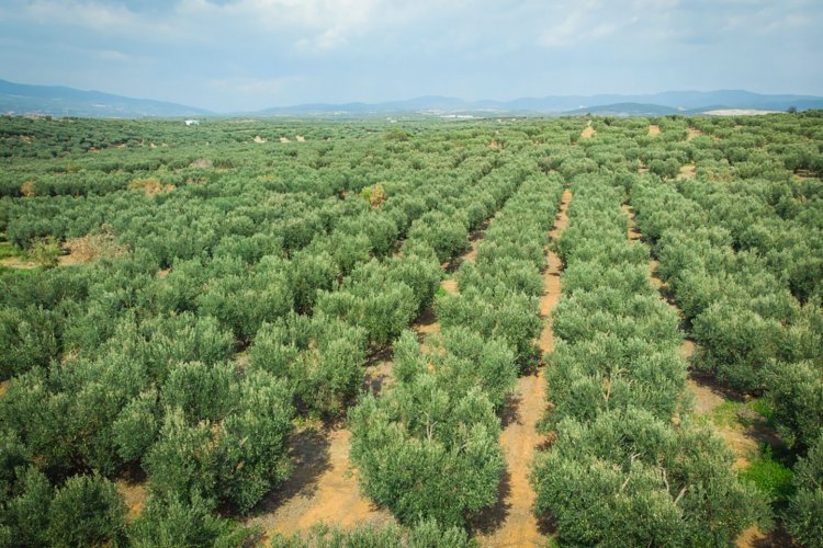 The greek olive tree farm of viglia olives