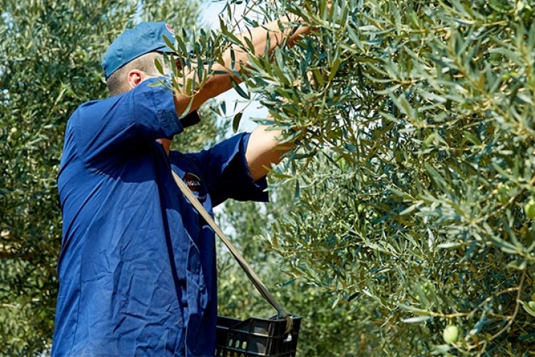 An olive tree worker gathering olives